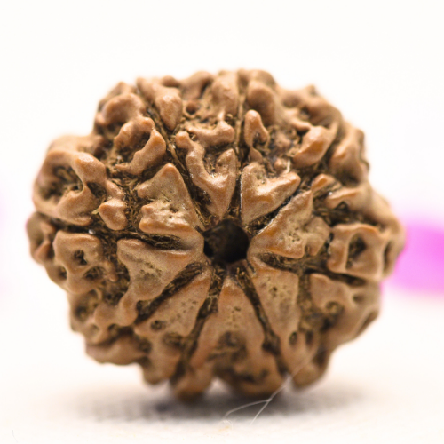 8 Mukhi Nepali Rudraksha - Large