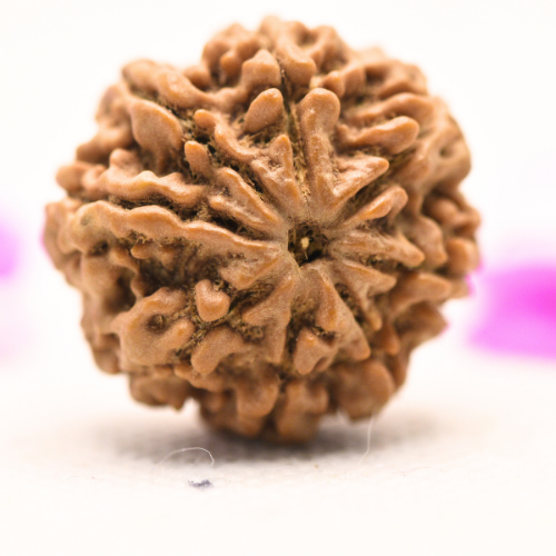 8 Mukhi Nepali Rudraksha - Large