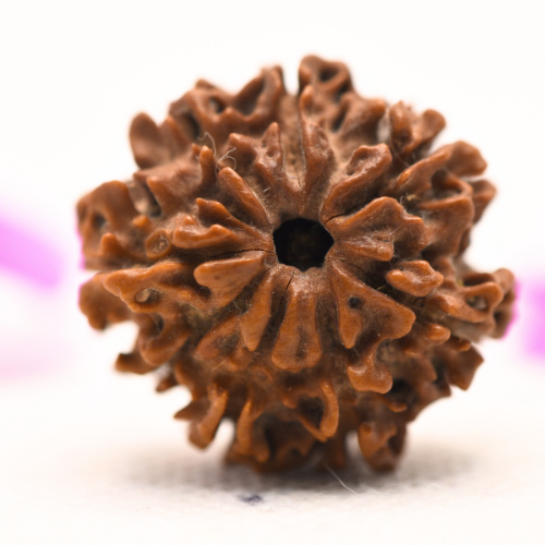 8 Mukhi Nepali Rudraksha - Large