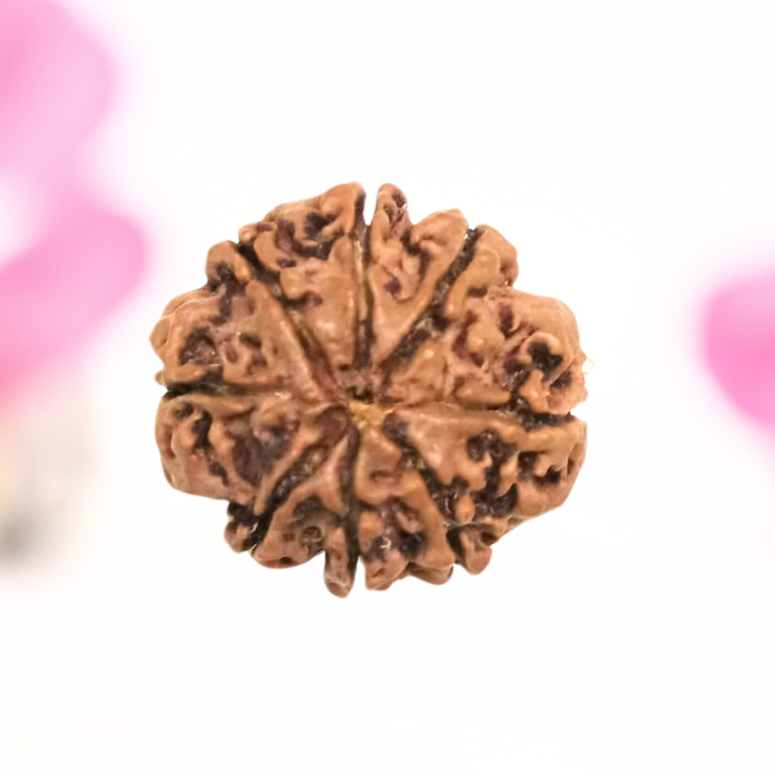 8 Mukhi Nepali Rudraksha - Large
