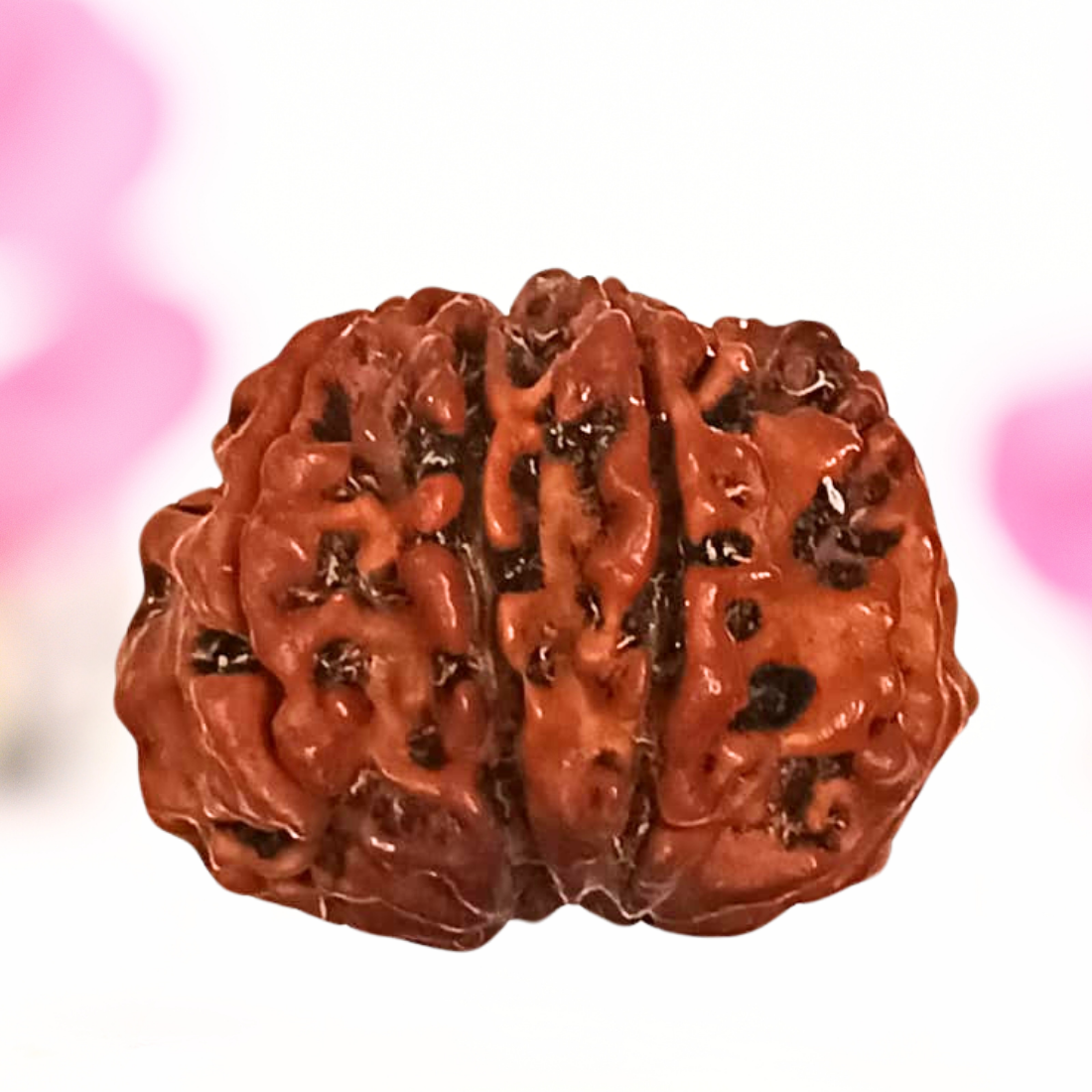 8 Mukhi Nepali Rudraksha - Large
