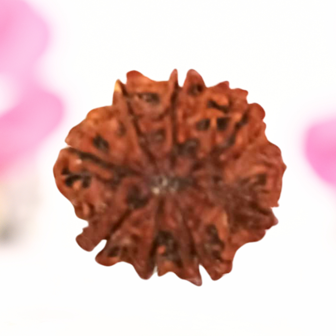 8 Mukhi Nepali Rudraksha - Large