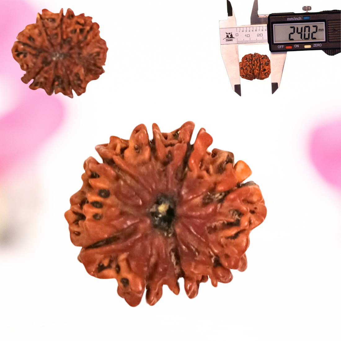 8 Mukhi Nepali Rudraksha - Large