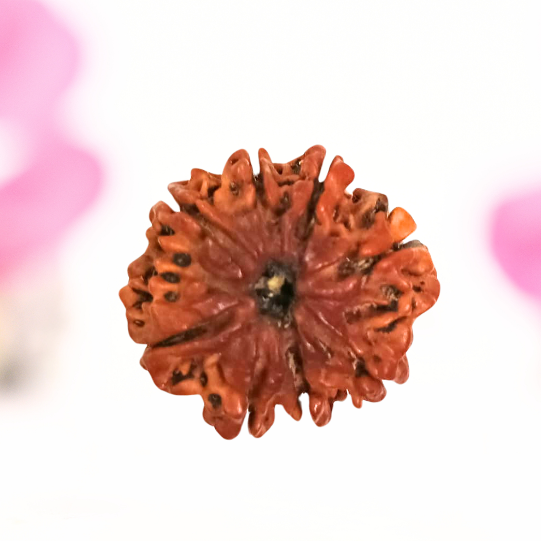 8 Mukhi Nepali Rudraksha - Large