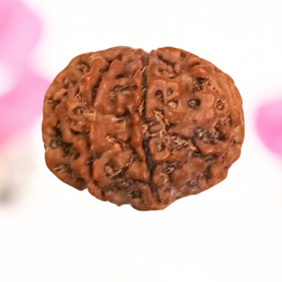 8 Mukhi Nepali Rudraksha - Large
