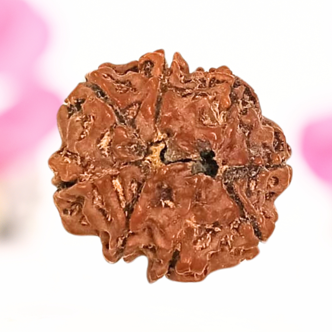 8 Mukhi Nepali Rudraksha - Large