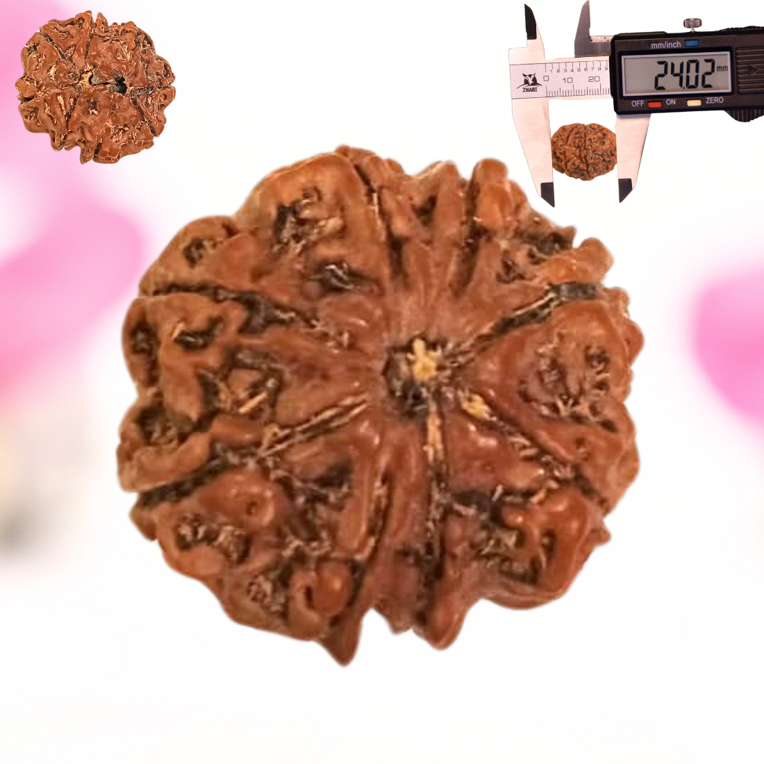 8 Mukhi Nepali Rudraksha - Large