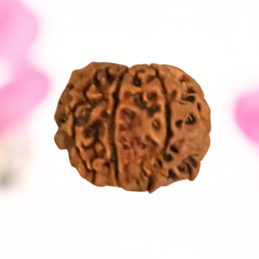 8 Mukhi Nepali Rudraksha - Large