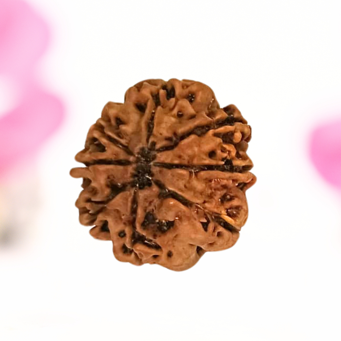 8 Mukhi Nepali Rudraksha - Large