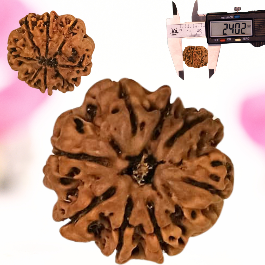 8 Mukhi Nepali Rudraksha - Large