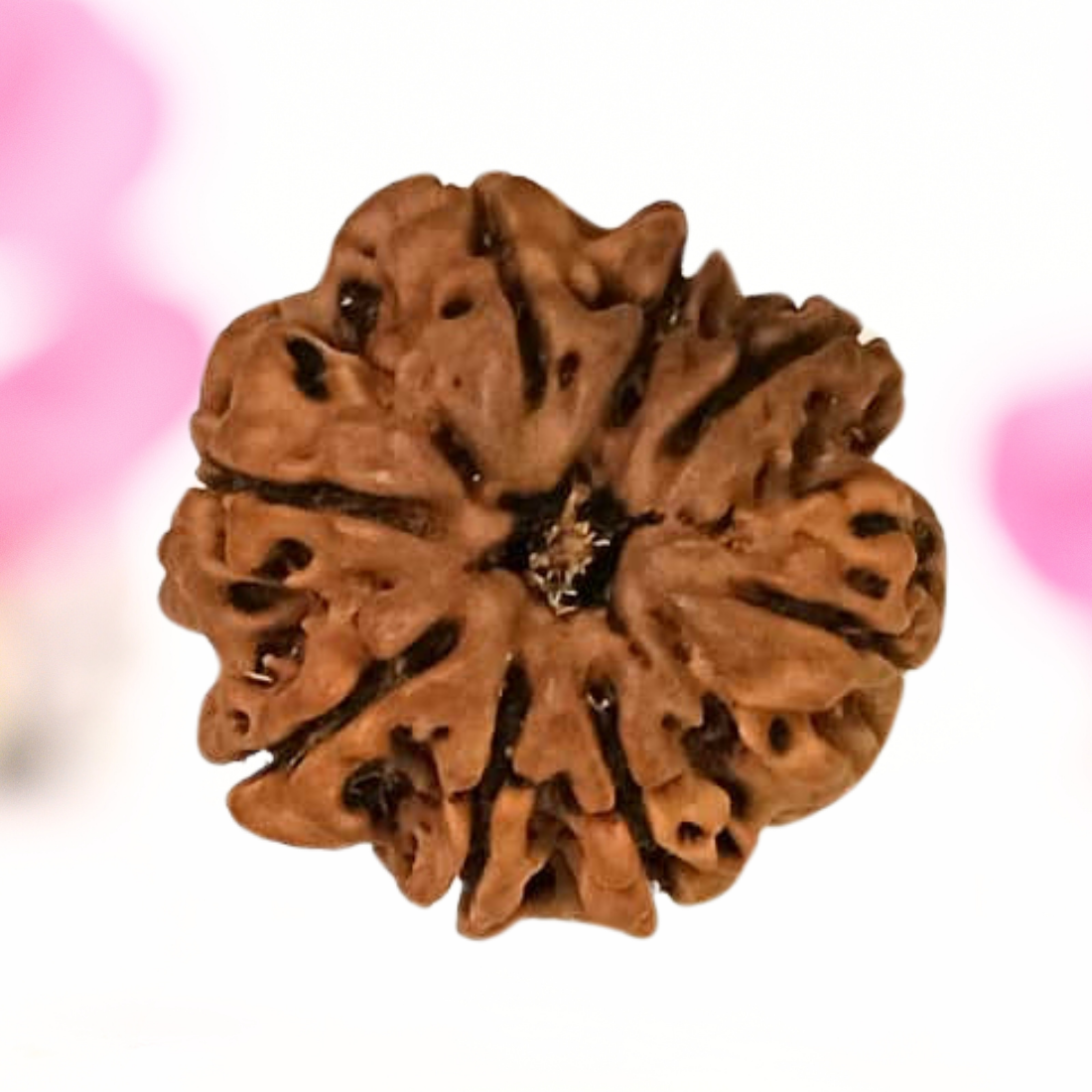 8 Mukhi Nepali Rudraksha - Large