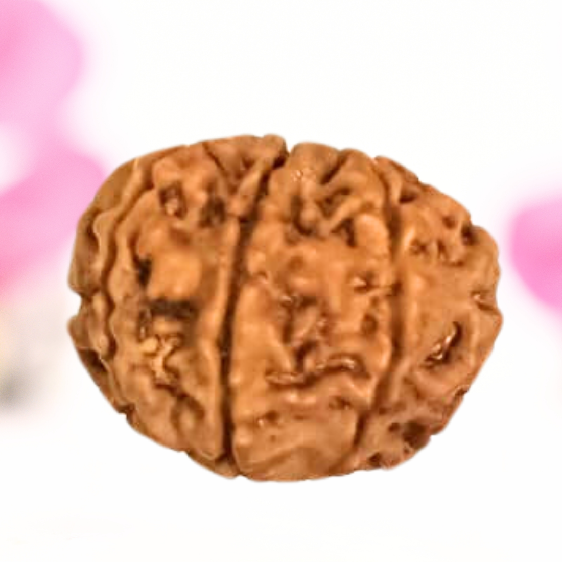 8 Mukhi Nepali Rudraksha - Large
