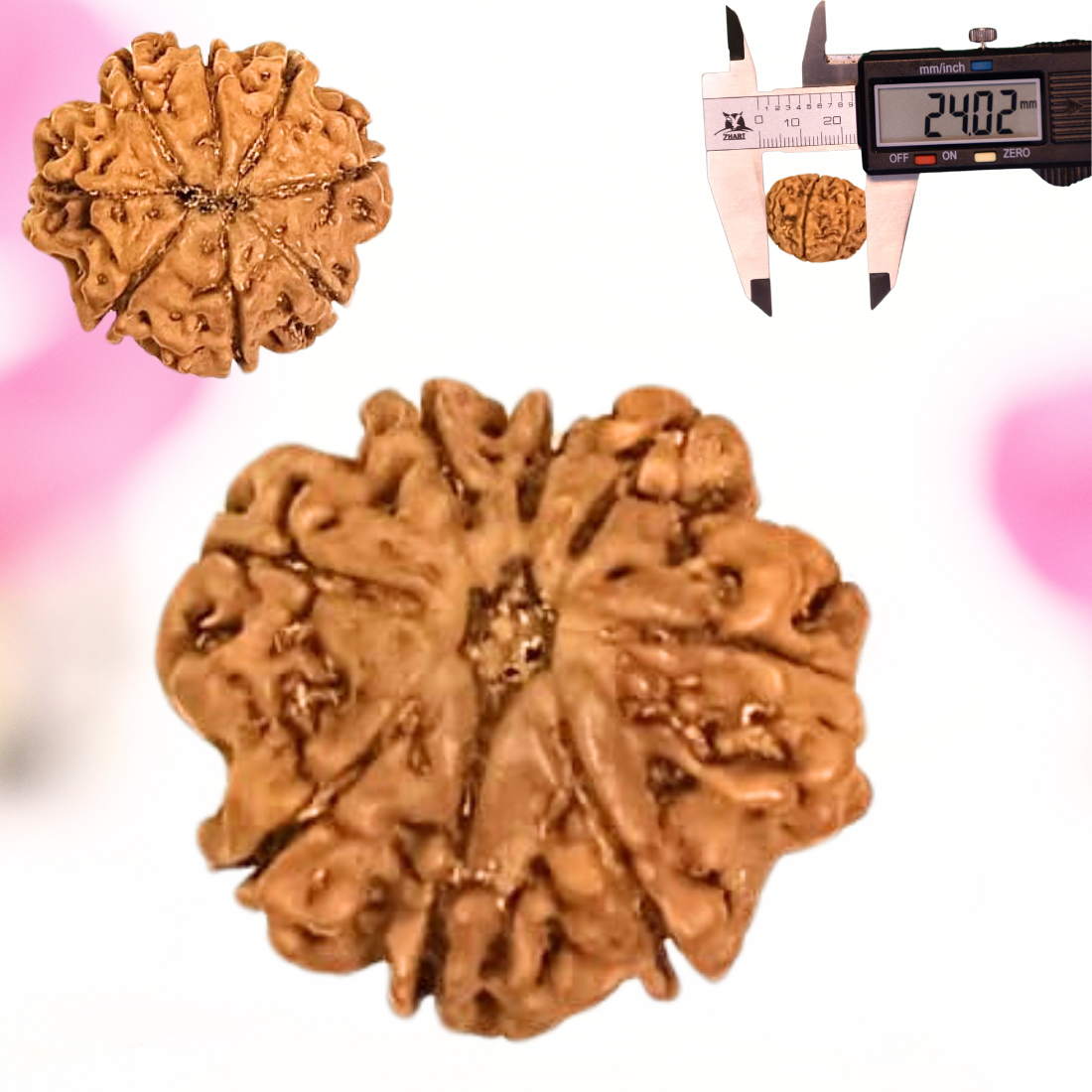 8 Mukhi Nepali Rudraksha - Large