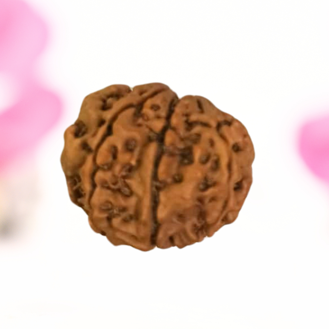 8 Mukhi Nepali Rudraksha - Large