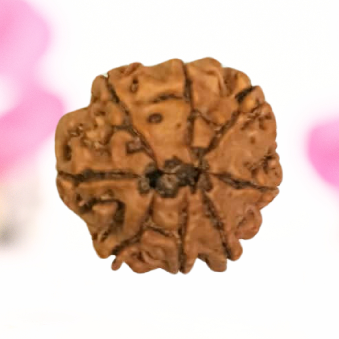 8 Mukhi Nepali Rudraksha - Large