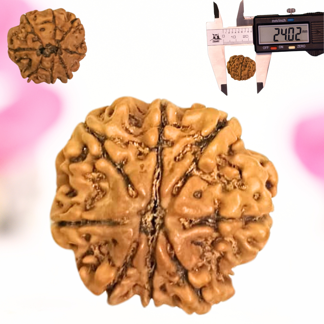 8 Mukhi Nepali Rudraksha - Large