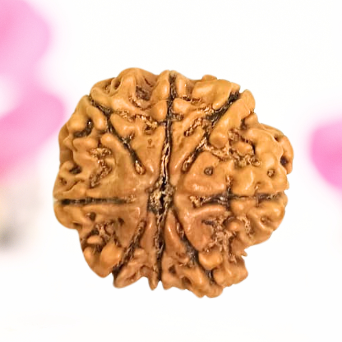 8 Mukhi Nepali Rudraksha - Large