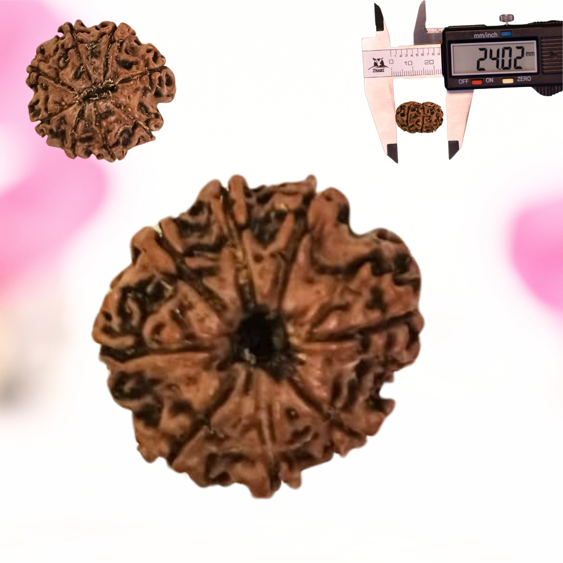 8 Mukhi Nepali Rudraksha - Large