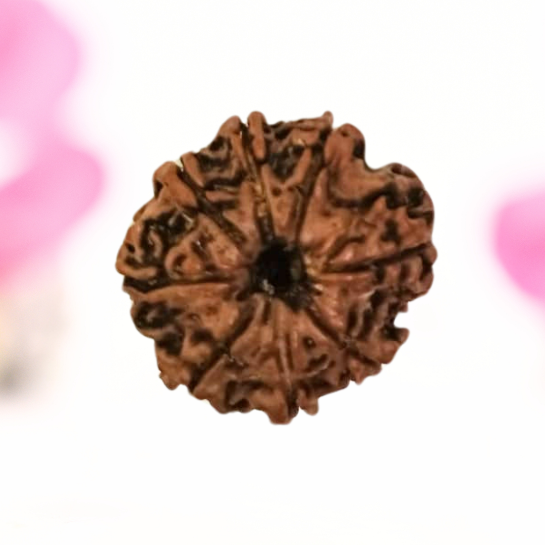 8 Mukhi Nepali Rudraksha - Large