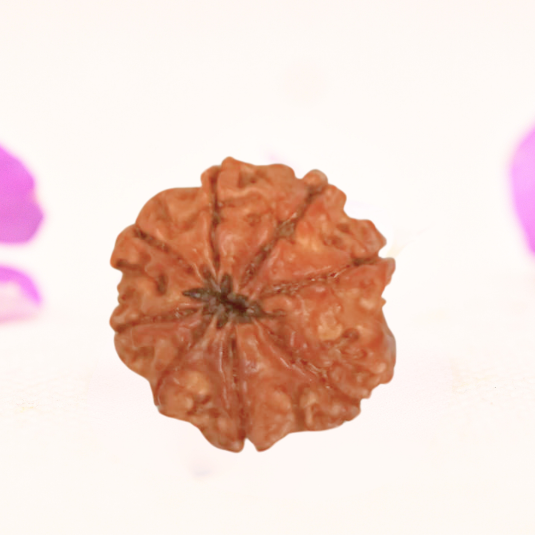 8 Mukhi Nepali Rudraksha - Large