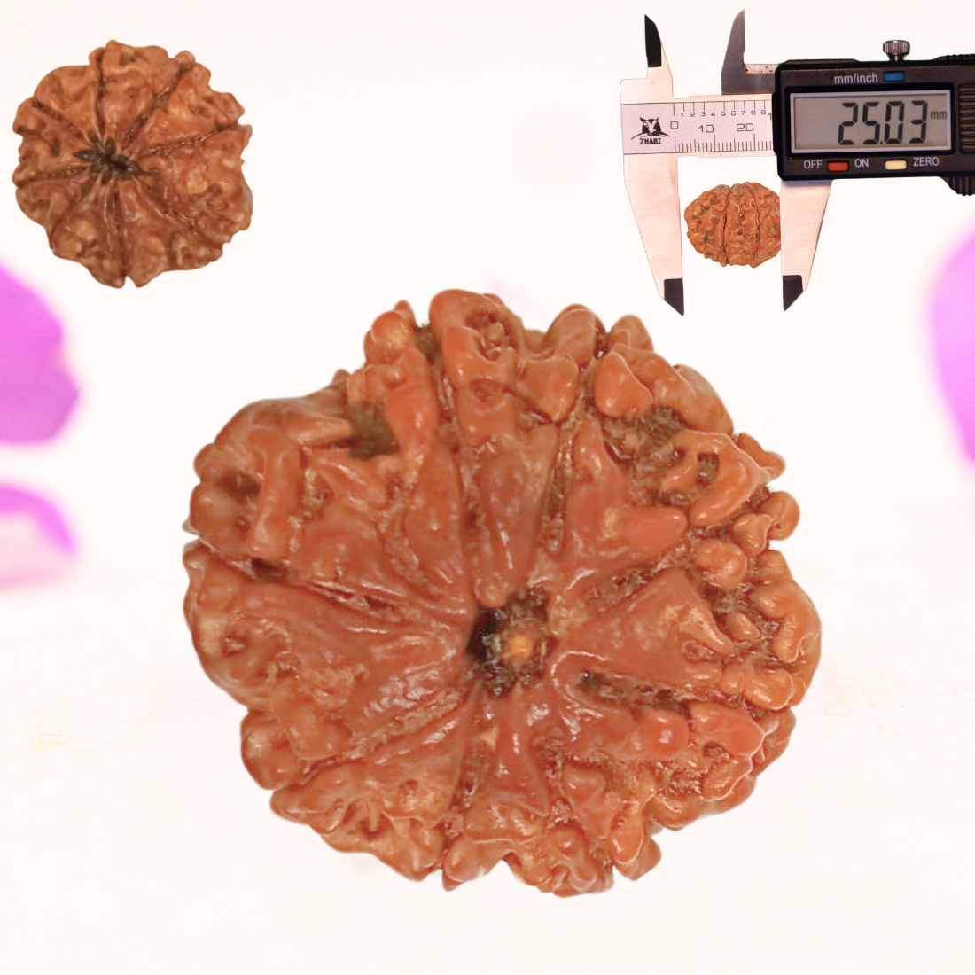 8 Mukhi Nepali Rudraksha - Large