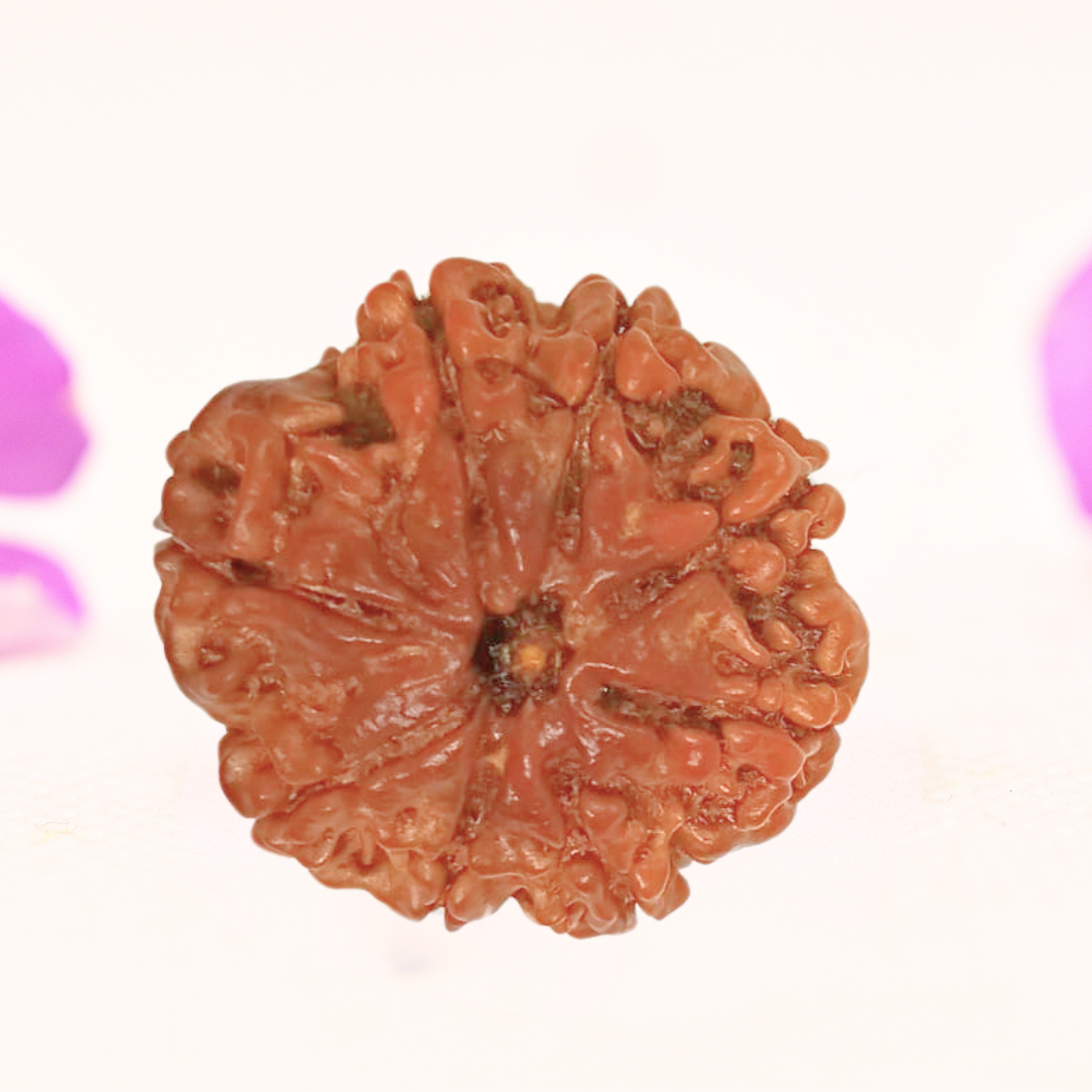 8 Mukhi Nepali Rudraksha - Large