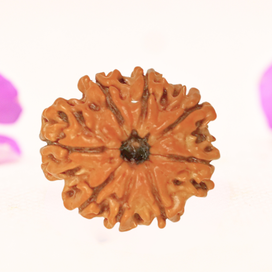 8 Mukhi Nepali Rudraksha - Large