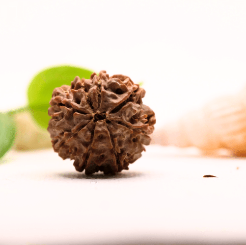 8 Mukhi Nepali Rudraksha - Large