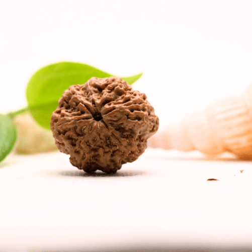 8 Mukhi Nepali Rudraksha - Large