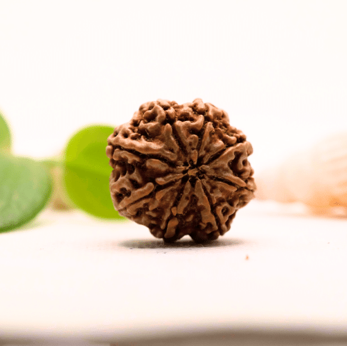 8 Mukhi Nepali Rudraksha - Large