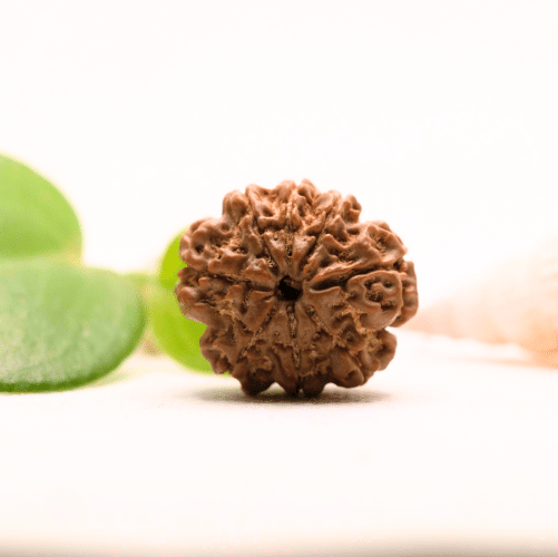8 Mukhi Nepali Rudraksha - Collector