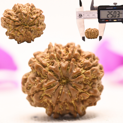 8 Mukhi Nepali Rudraksha - Large