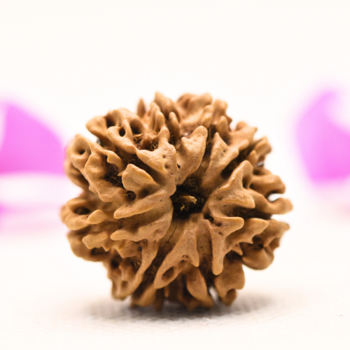 8 Mukhi Nepali Rudraksha - Large