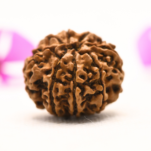 8 Mukhi Nepali Rudraksha - Large