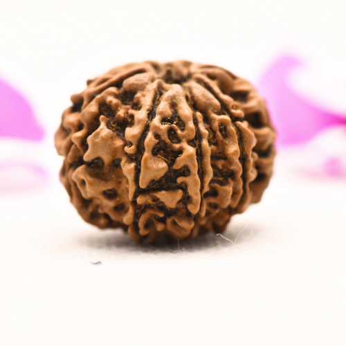 8 Mukhi Nepali Rudraksha - Large