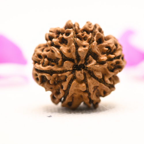 8 Mukhi Nepali Rudraksha - Large