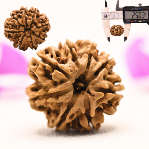 8 Mukhi Nepali Rudraksha - Large