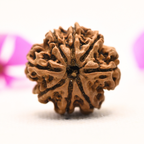 8 Mukhi Nepali Rudraksha - Large
