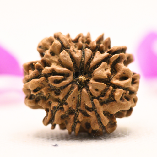 8 Mukhi Nepali Rudraksha - Large