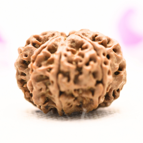 8 Mukhi Nepali Rudraksha - Large