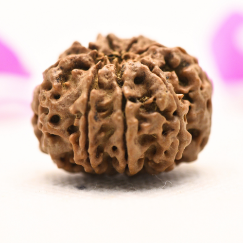 8 Mukhi Nepali Rudraksha - Large
