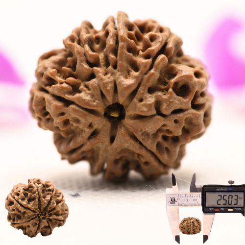 8 Mukhi Nepali Rudraksha - Large
