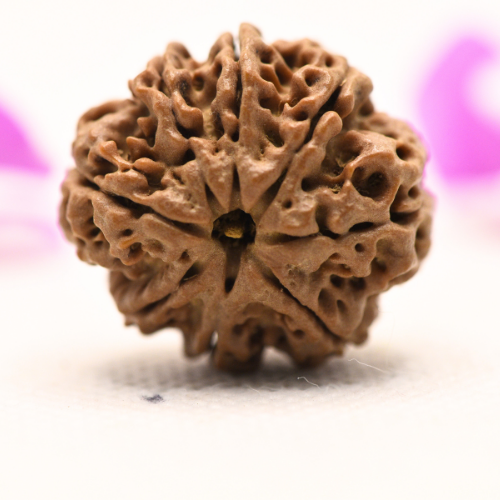 8 Mukhi Nepali Rudraksha - Large