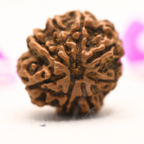 8 Mukhi Nepali Rudraksha - Large