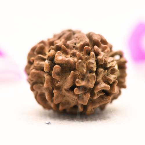 8 Mukhi Nepali Rudraksha - Large