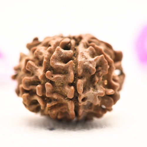 8 Mukhi Nepali Rudraksha - Large