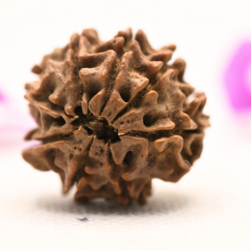 8 Mukhi Nepali Rudraksha - Large