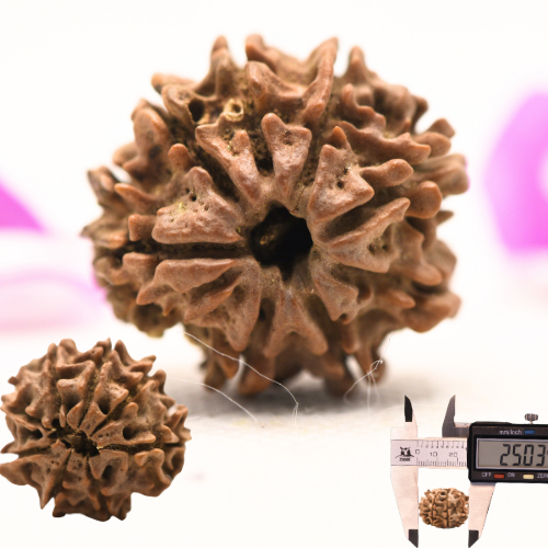 8 Mukhi Nepali Rudraksha - Large