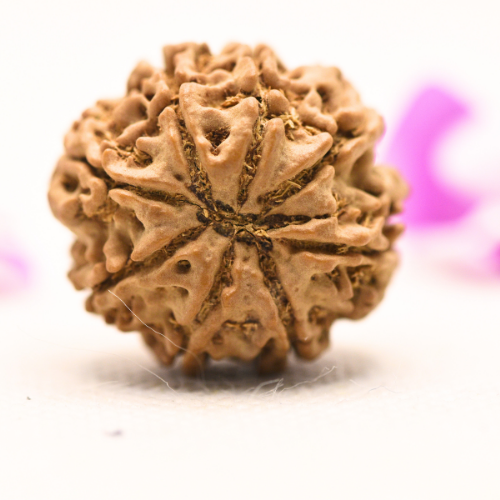 8 Mukhi Nepali Rudraksha - Large