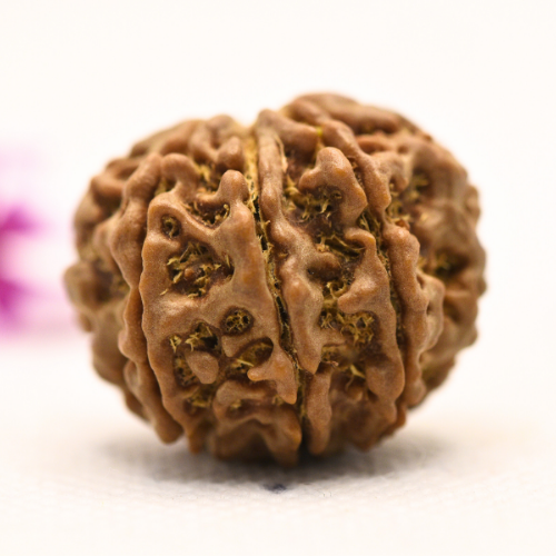 8 Mukhi Nepali Rudraksha - Large